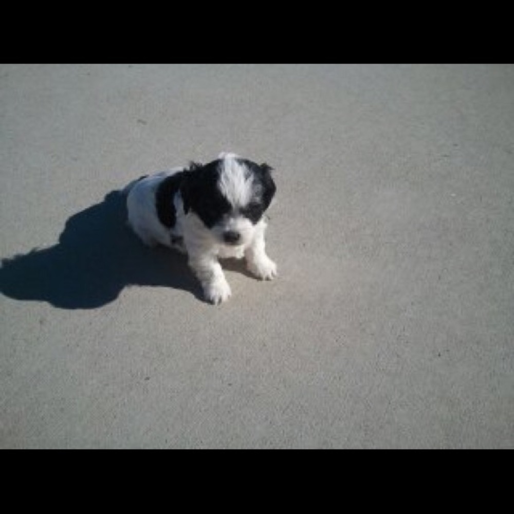 Meet your Posher, Amelia